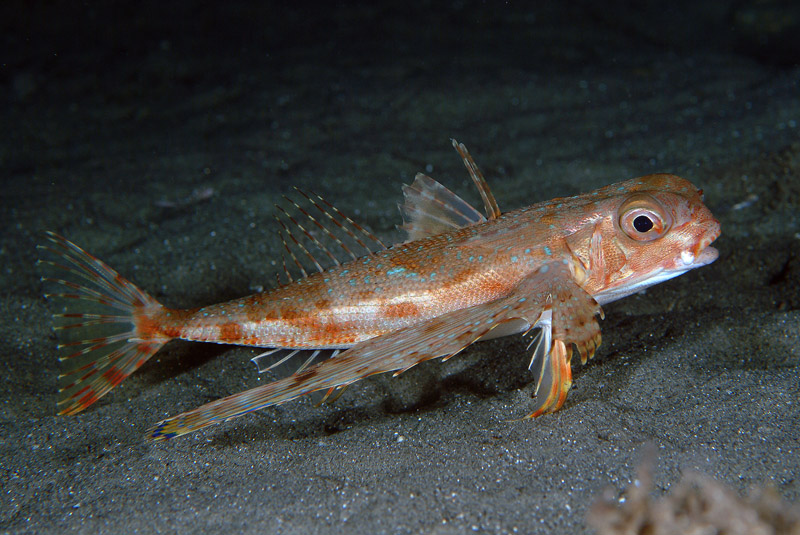 Dactylopterus volitans / pesce civetta